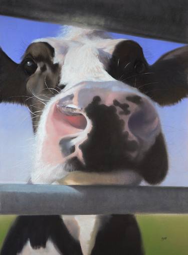 Print of Documentary Cows Drawings by RJT Haynes