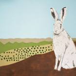 Vineyard hare by Jordi Guillemi