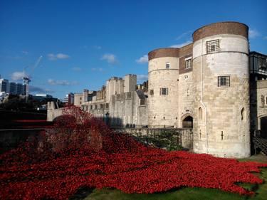 TOWER OF LONDON POPPIES thumb