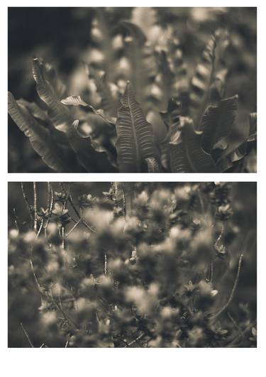 Original Fine Art Botanic Photography by Josef Habibi