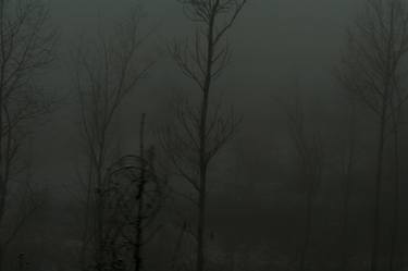 Print of Abstract Tree Photography by Paolo Ippolito