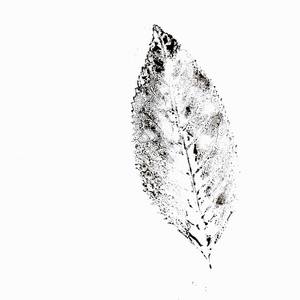 Collection Printmaking
