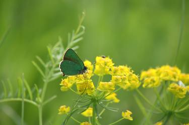 Original Photorealism Nature Photography by Sonja Čvorović