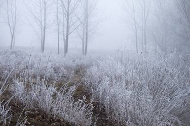 Original Photorealism Nature Photography by Sonja Čvorović