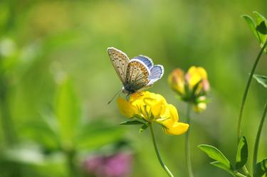 Original Photorealism Nature Photography by Sonja Čvorović