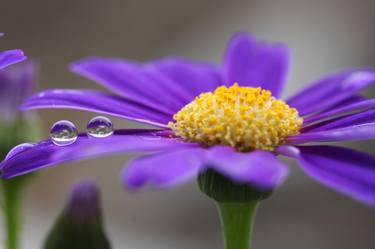 Original Photorealism Nature Photography by Sonja Čvorović