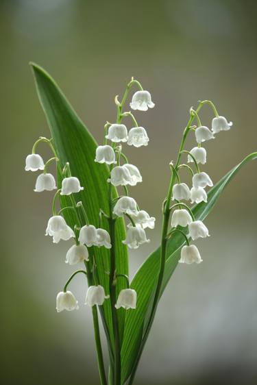 Lily of the walley - Limited Edition 1 of 5 thumb