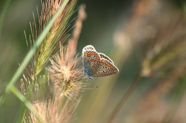 Butterfly hidden in the grass - Limited Edition 1 of 10 thumb