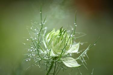 Bud Nigella in the rain - Limited Edition 1 of 5 thumb