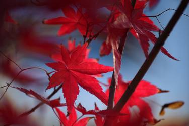 Original Photorealism Nature Photography by Sonja Čvorović