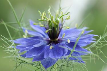 Blue nigella - Limited Edition 1 of 5 thumb