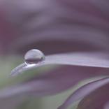 Romantic dreams - Limited Edition of 5 by Sonja Cvorovic
