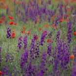 Wildflowers - Limited Edition of 5 by Sonja Cvorovic