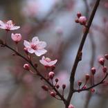 Decorative plum flower by Sonja Cvorovic