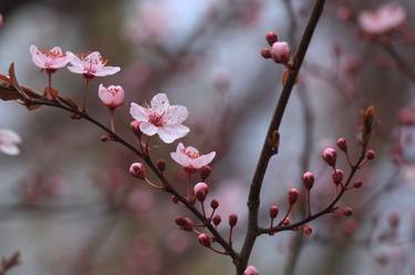 Decorative plum flower thumb