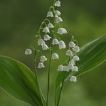 White bells - Limited Edition of 10 by Sonja Cvorovic