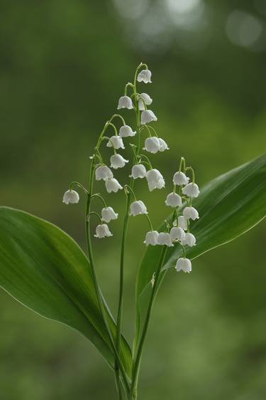White bells - Limited Edition of 10 thumb