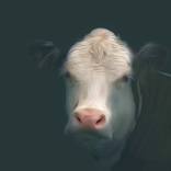 Cow No3 by david Green