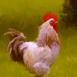 Chicken No1 by david Green