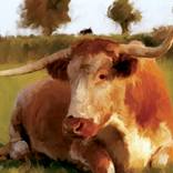cow in a field by david Green