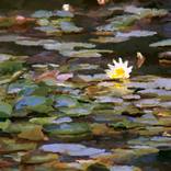 lilly pad by david Green