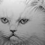 Detail of cat