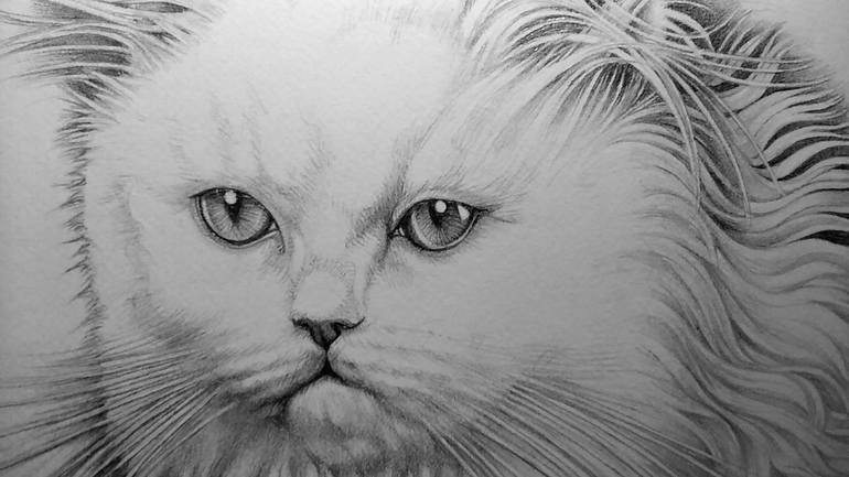 Original Cats Drawing by Mollie Morrissette