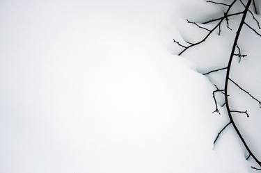 Twig in Snow thumb