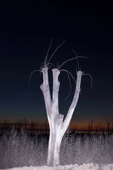 Print of Conceptual Tree Photography by Javier Kaplan