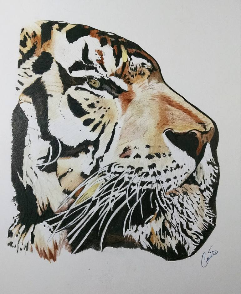 Tiger 1 Drawing by Curtis McWilliams | Saatchi Art