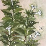 flowers by biswanath ghosh