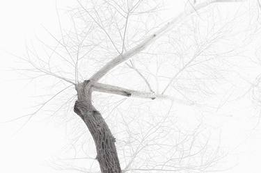 Original Abstract Tree Photography by Stone Kim