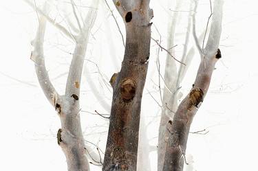 Original Abstract Tree Photography by Stone Kim