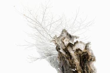 Original Abstract Tree Photography by Stone Kim