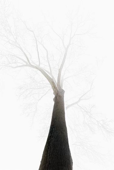 Original Tree Photography by Stone Kim