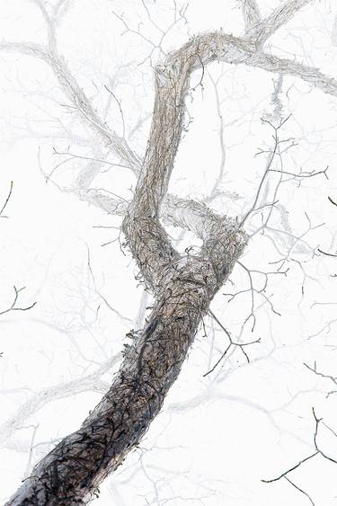 Print of Fine Art Tree Photography by Stone Kim