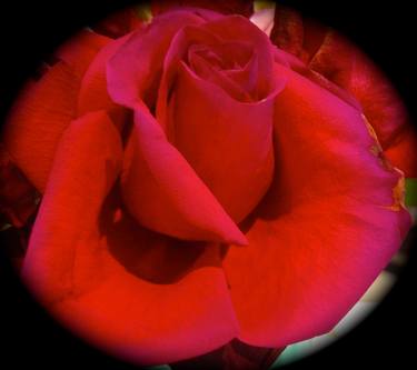 Red Rose thumb