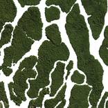 Garden Waterless Florida by Max Serradifalco
