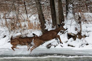 Original Nature Photography by Levent Erutku