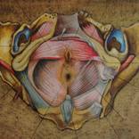 Collection Anatomical boards