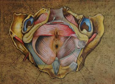Muscles of perineum-Muscles du périnée chez la Famme. Publication dans le magazine "Pulsations" des Hôpitaux universitaires de Genève (CH) image
