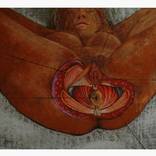Collection Anatomical boards