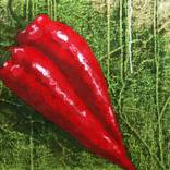 Collection CURVES- GALBES