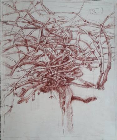 Original Figurative Nature Drawings by Emvienne Maria Anvers