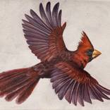 Northern Cardinal by Kerry Thompson