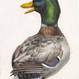 Mallard by Kerry Thompson