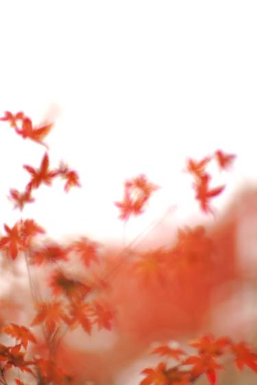 Chinese maple tree in Autumn I thumb