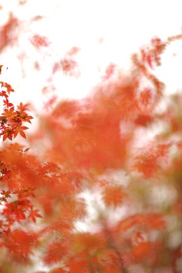 Chinese maple tree in Autumn III thumb