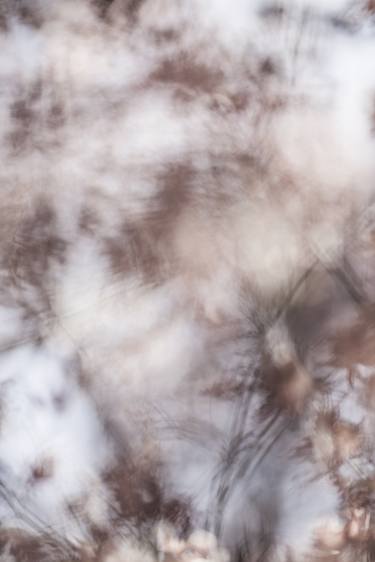 Chinese maple tree in Winter III thumb