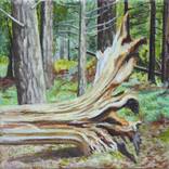 Fallen Tree, The New Forest by Jacqueline Talbot
